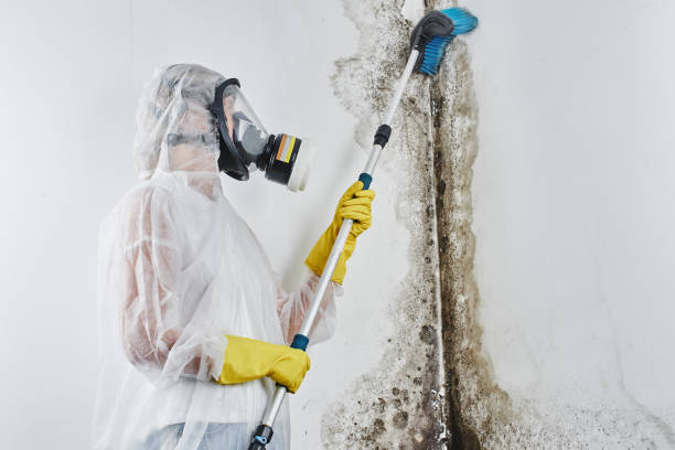 Best Mold Damage Repair  in Chatsworth, IL