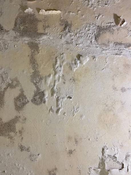 Best Fast Mold Removal  in Chatsworth, IL