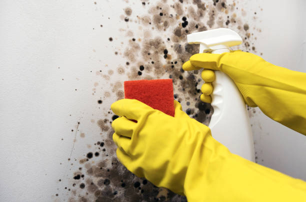Best Certified Mold Removal  in Chatsworth, IL