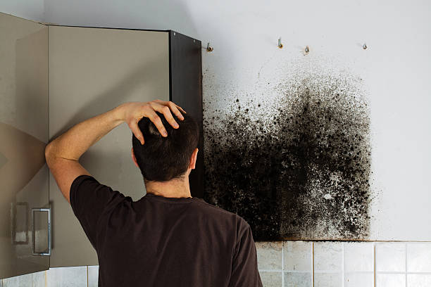 Best Emergency Mold Removal  in Chatsworth, IL
