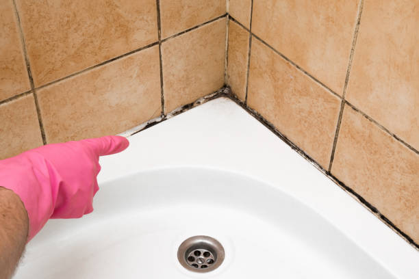 Best Black Mold Removal  in Chatsworth, IL